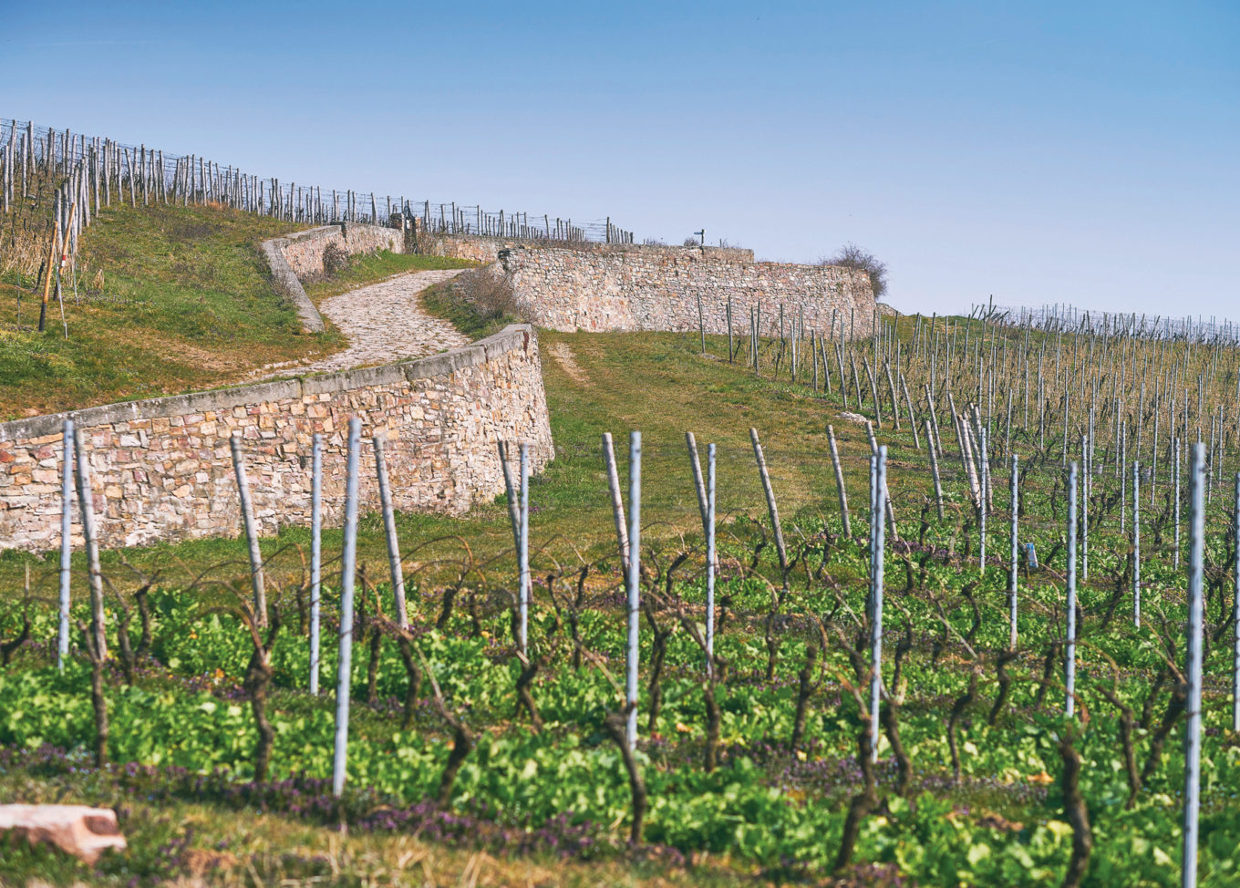 Prinz von Hessen - Mistrzowie szlachetnego rieslinga