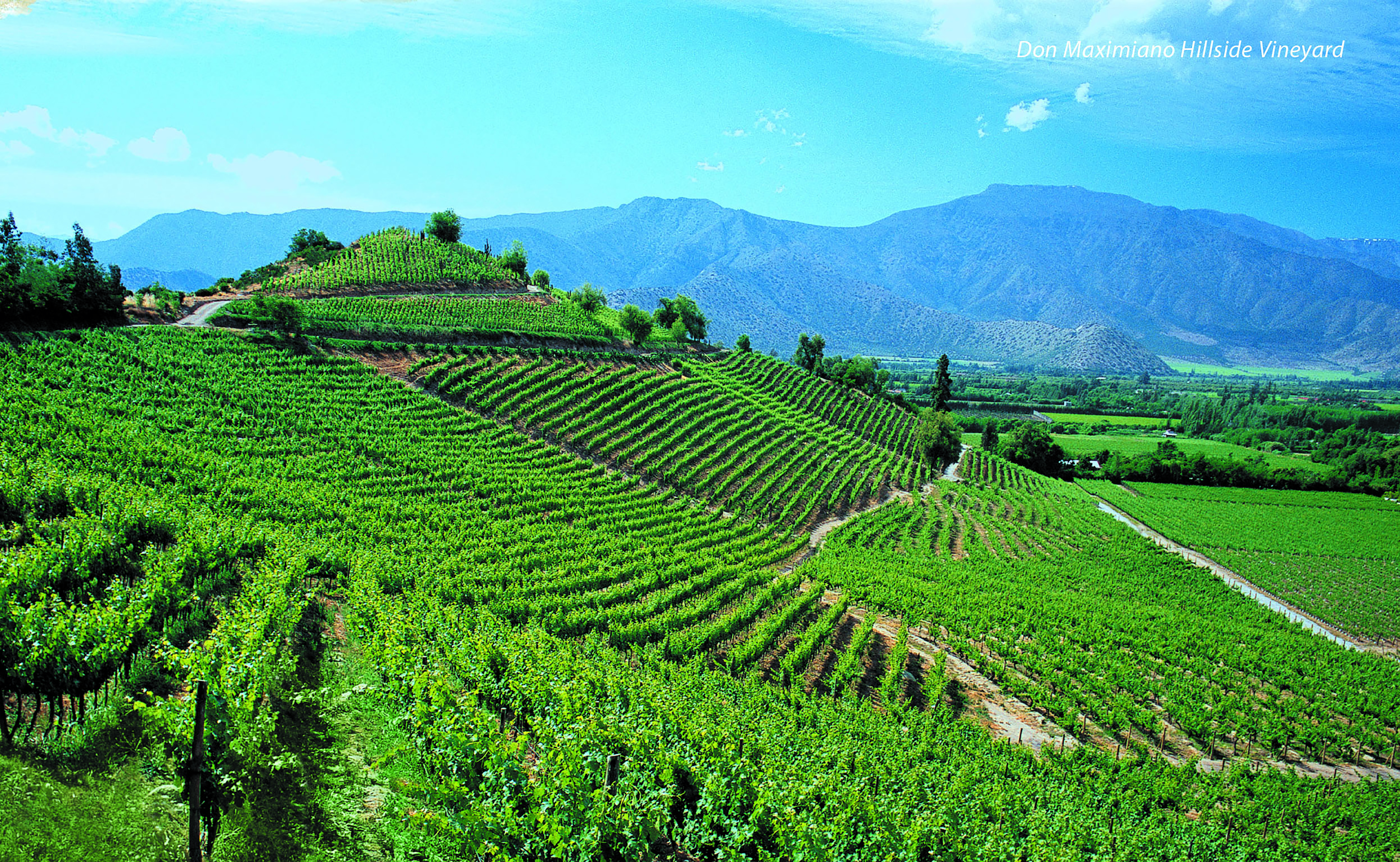 6041Errazuriz Estate Sauvignon Blanc